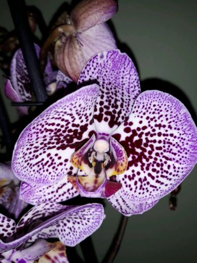 Лот: 12261803. Фото: 1. Орхидея. Горшечные растения и комнатные цветы