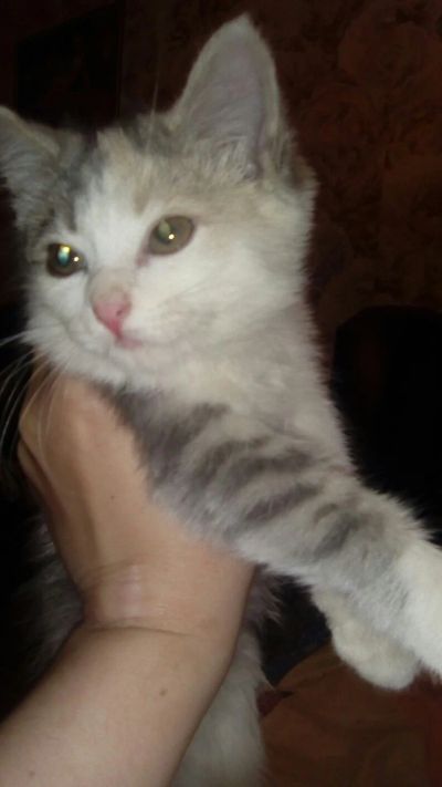 Лот: 13885177. Фото: 1. Кошечка 2 мес. светлая трехцветная... Кошки, котята