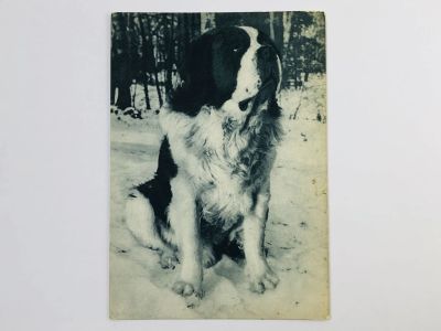 Лот: 23296538. Фото: 1. Сенбернар. Породы собак. Открытка... Открытки, конверты