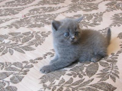 Лот: 8178063. Фото: 1. шотландские котята. парень). Кошки, котята