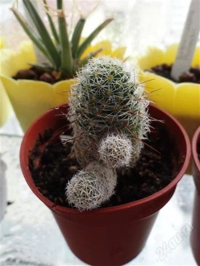 Лот: 2522137. Фото: 1. Mammillaria gracilis. Горшечные растения и комнатные цветы