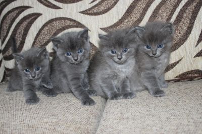 Лот: 4538683. Фото: 1. Отдам котят в хорошие руки)). Кошки, котята