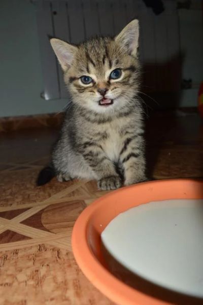 Лот: 6518236. Фото: 1. Продам Британских котят. Кошки, котята