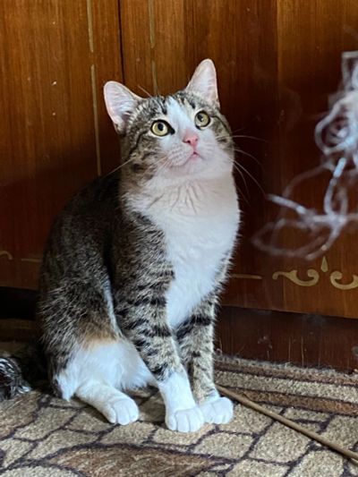 Лот: 20572783. Фото: 1. Курильский бобтейл по имени Кокос... Кошки, котята