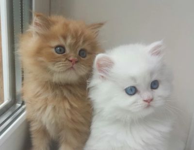 Лот: 7932972. Фото: 1. Персидские котята. Кошки, котята