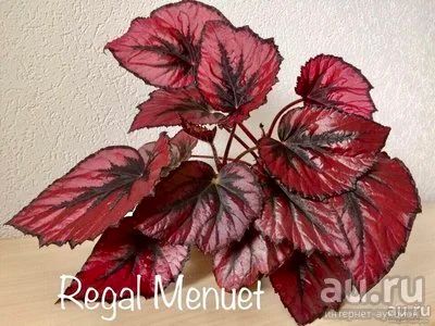 Лот: 10171483. Фото: 1. Бегония 'Regal Menuet' (серия... Горшечные растения и комнатные цветы