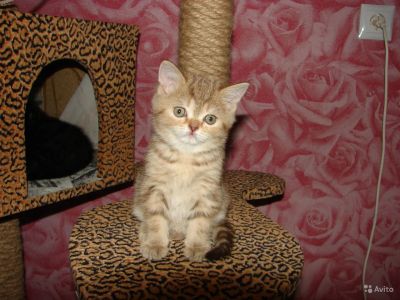 Лот: 6909555. Фото: 1. Шотландские котята. Кошки, котята