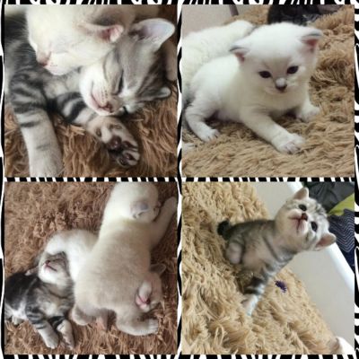 Лот: 8818196. Фото: 1. Шотландские котята)))))). Кошки, котята