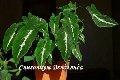 Лот: 20601475. Фото: 1. Сингониум Вендлэнда , черенок. Горшечные растения и комнатные цветы