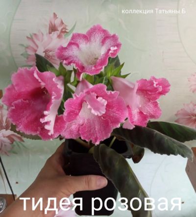 Лот: 17895072. Фото: 1. Глоксиния тидея розовая - лист... Горшечные растения и комнатные цветы
