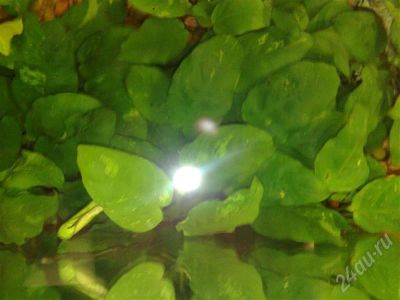 Лот: 297326. Фото: 1. Водорсль низкорастущая. Водные растения