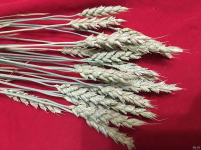 Лот: 18341881. Фото: 1. Колосья, колос пшеницы. Другое (предметы интерьера)