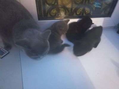 Лот: 24594175. Фото: 1. Котята от британки. Кошки, котята