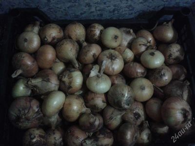 Лот: 2104300. Фото: 1. Лук репчатый. Овощи, фрукты, зелень
