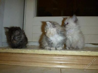 Лот: 2956593. Фото: 1. Котята полуперсы 1 месяц. Кошки, котята
