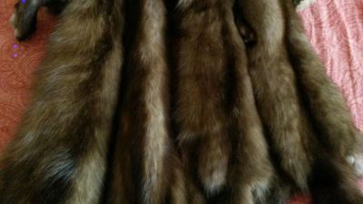 Лот: 6290885. Фото: 1. Шкура Соболя. Другое (одежда, обувь, галантерея)