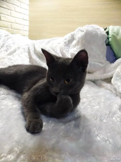 Лот: 13113269. Фото: 1. Котик. Кошки, котята