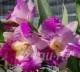 Лот: 1057162. Фото: 1. орхидея Ottara.HwaYuanBay. Горшечные растения и комнатные цветы