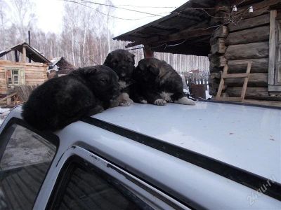 Лот: 2550166. Фото: 1. щенки кавказкой овчарки. Собаки, щенки