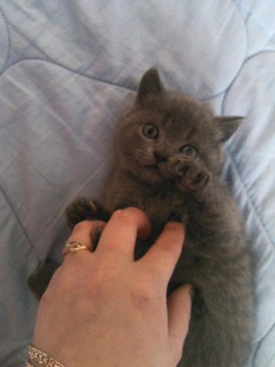 Лот: 6918303. Фото: 1. котенок шртландский (девочка). Кошки, котята