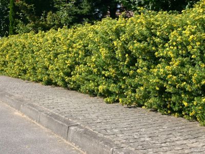Лот: 13530554. Фото: 1. акация жёлтая. Декоративные кустарники и деревья