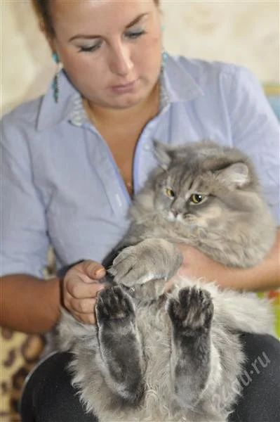 Лот: 1530639. Фото: 1. Отдам кота в очень хорошие руки. Кошки, котята