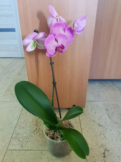 Лот: 12751709. Фото: 1. Орхидея фаленопсис отцвел. Горшечные растения и комнатные цветы
