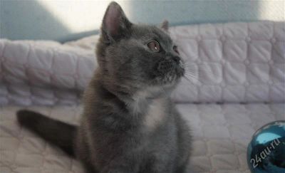 Лот: 2261679. Фото: 1. Британская кошечка. Кошки, котята