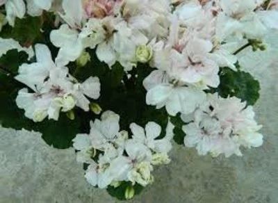 Лот: 10172079. Фото: 1. Сортовая зональная пеларгония... Горшечные растения и комнатные цветы