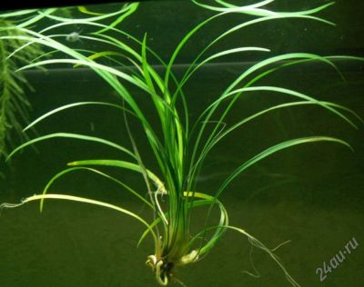 Лот: 49349. Фото: 1. Офиопогон японский (Ophiopogon... Красноярск