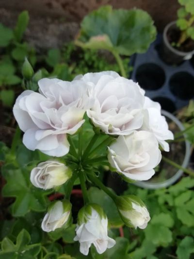 Лот: 14776850. Фото: 1. пеларгония плющелистная Ice Rose. Горшечные растения и комнатные цветы