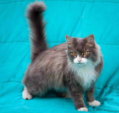 Лот: 4362882. Фото: 1. Отдам кота кастрата. Кошки, котята