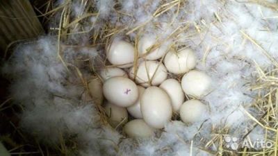 Лот: 9795083. Фото: 1. Яйцо инкубационное индоутки. Птицы