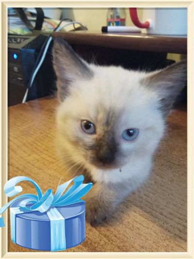 Лот: 9536291. Фото: 1. Сиамские котята 1,5 месяца (даром... Кошки, котята