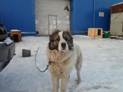 Лот: 2543457. Фото: 1. алабаю нужна невеста. Собаки, щенки