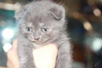 Лот: 5695440. Фото: 1. Шотландская вислоухая девочка. Кошки, котята