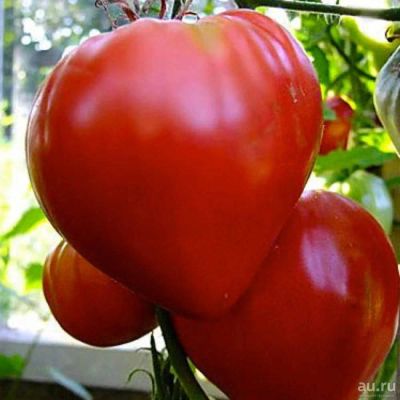 Лот: 9575498. Фото: 1. Рассада помидор (томатов) сорт... Овощи