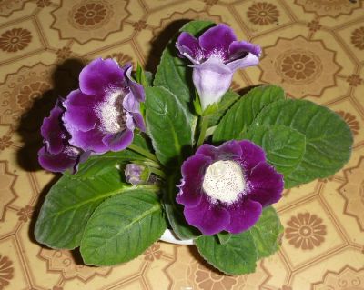 Лот: 3357864. Фото: 1. Глоксиния Императрица пурпурная... Горшечные растения и комнатные цветы