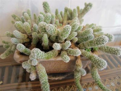 Лот: 1353326. Фото: 1. кактус. Горшечные растения и комнатные цветы