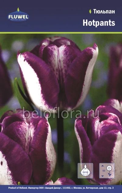 Лот: 6187843. Фото: 1. Тюльпан Hotpants. Луковица. Другое (семена, рассада, садовые растения)