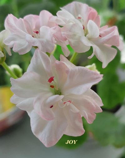 Лот: 9480776. Фото: 1. пеларгония зональная Joy. Горшечные растения и комнатные цветы