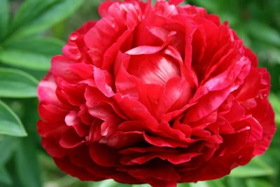 Лот: 2960111. Фото: 1. Травянистый Пион Кэрол (Paeonia... Садовые цветы