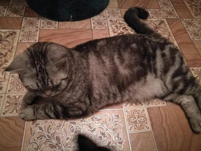 Лот: 8942659. Фото: 1. Британский кот 2 года. Кошки, котята