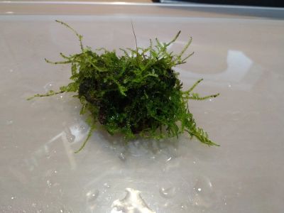 Лот: 17098216. Фото: 1. Рождественский мох на лаве. Водные растения