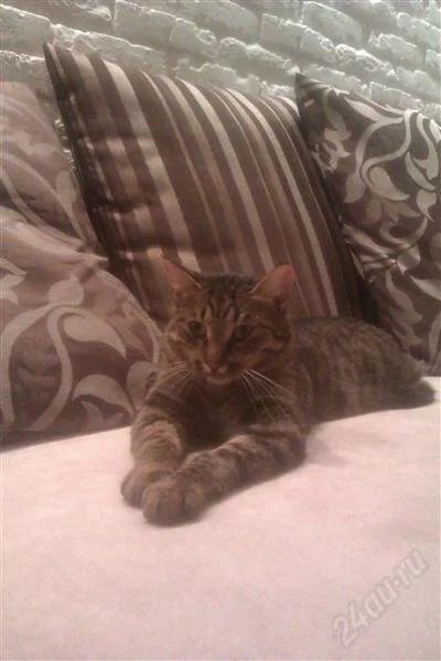 Лот: 2252553. Фото: 1. отдам красивого кота. Кошки, котята