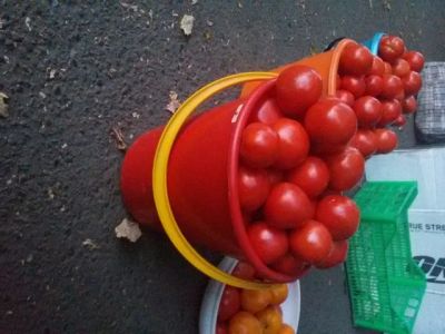 Лот: 6057839. Фото: 1. помидоры, 1 ведро 5 литров. Овощи, фрукты, зелень