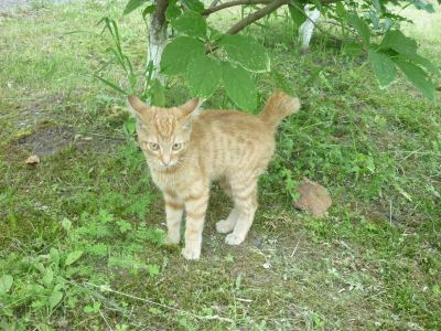 Лот: 7885556. Фото: 1. Отдам чудесного рыжего котенка... Кошки, котята