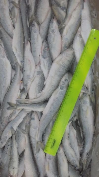 Лот: 7776174. Фото: 1. Рыба корюшка с/м. Икра, рыба, морепродукты