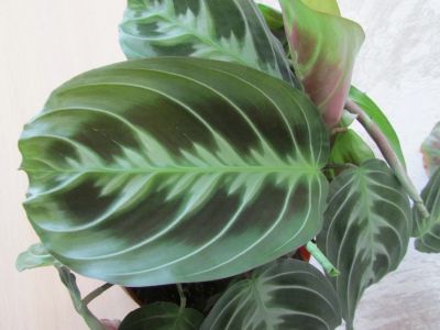Лот: 13897431. Фото: 1. Маранта Беложильчатая (maranta... Горшечные растения и комнатные цветы