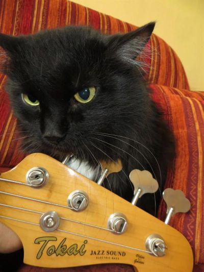 Лот: 3780451. Фото: 1. Tokai Jazz Sound (Jazz Bass... Гитары